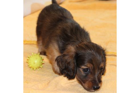 成約済の愛知県のカニンヘンダックスフンド(ロングヘアード)-50809の4枚目
