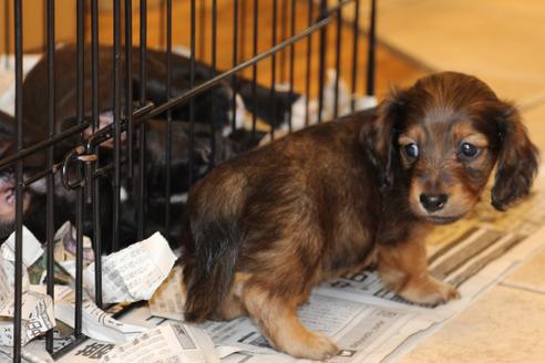 成約済の愛知県のカニンヘンダックスフンド(ロングヘアード)-50809の3枚目