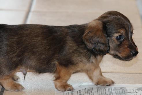 成約済の愛知県のカニンヘンダックスフンド(ロングヘアード)-50809の2枚目