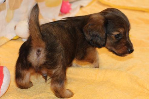 成約済の愛知県のカニンヘンダックスフンド(ロングヘアード)-50809の1枚目