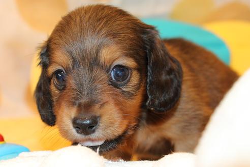 成約済の愛知県のカニンヘンダックスフンド(ロングヘアード)-50811の7枚目