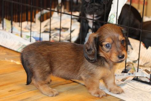 成約済の愛知県のカニンヘンダックスフンド(ロングヘアード)-50811の6枚目