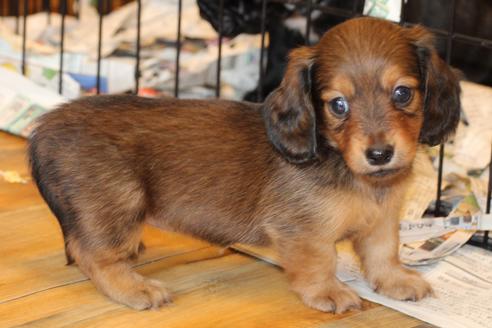 成約済の愛知県のカニンヘンダックスフンド(ロングヘアード)-50811の5枚目