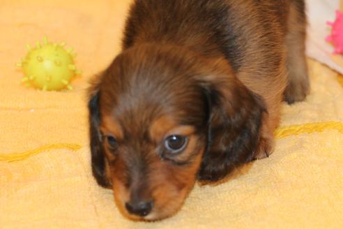 成約済の愛知県のカニンヘンダックスフンド(ロングヘアード)-50811の4枚目
