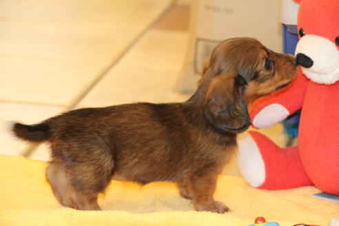 成約済の愛知県のカニンヘンダックスフンド(ロングヘアード)-50811の3枚目