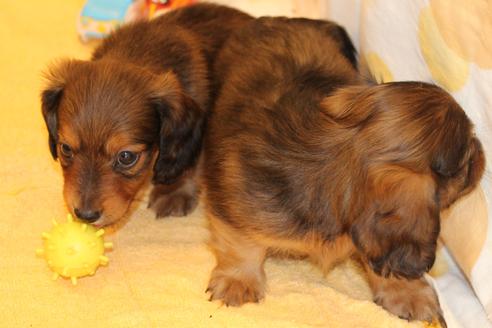 成約済の愛知県のカニンヘンダックスフンド(ロングヘアード)-50811の2枚目