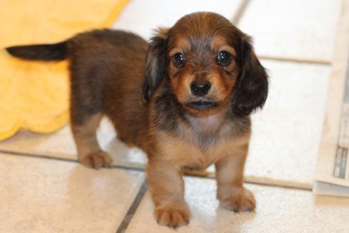 成約済の愛知県のカニンヘンダックスフンド(ロングヘアード)-50811の1枚目