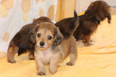 成約済の愛知県のカニンヘンダックスフンド(ロングヘアード)-50810の7枚目