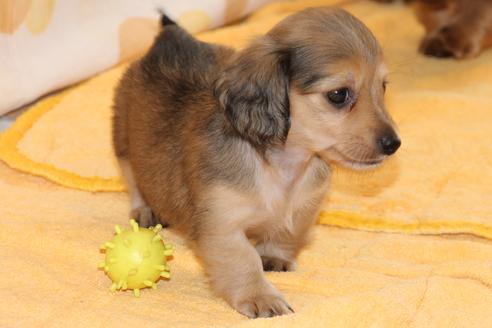 成約済の愛知県のカニンヘンダックスフンド(ロングヘアード)-50810の6枚目