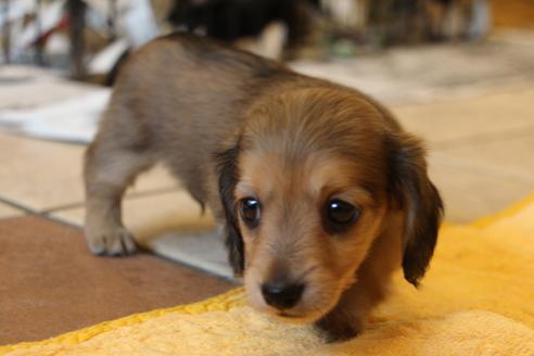 成約済の愛知県のカニンヘンダックスフンド(ロングヘアード)-50810の5枚目