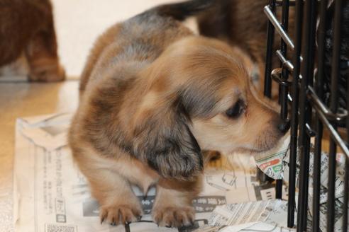 成約済の愛知県のカニンヘンダックスフンド(ロングヘアード)-50810の4枚目