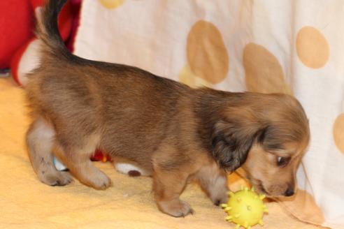成約済の愛知県のカニンヘンダックスフンド(ロングヘアード)-50810の3枚目