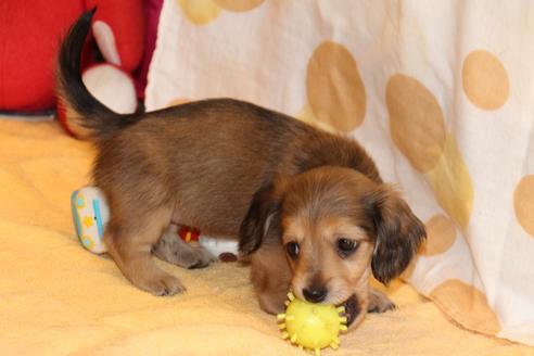 成約済の愛知県のカニンヘンダックスフンド(ロングヘアード)-50810の2枚目