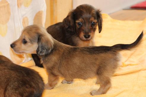 成約済の愛知県のカニンヘンダックスフンド(ロングヘアード)-50810の1枚目