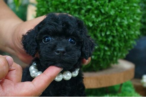 成約済の京都府のタイニープードル-53035の3枚目