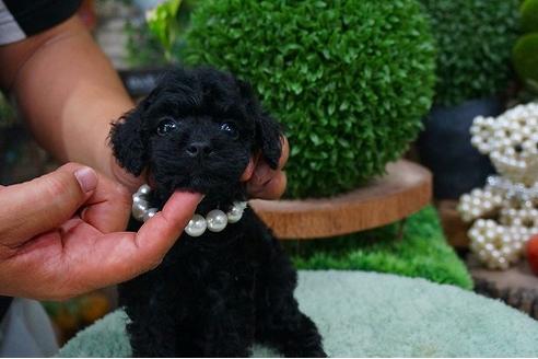 成約済の京都府のタイニープードル-53035の2枚目