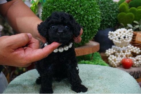 成約済の京都府のタイニープードル-53035の1枚目