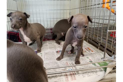 成約済の愛知県のイタリアングレーハウンド(イタグレ)-53071の4枚目