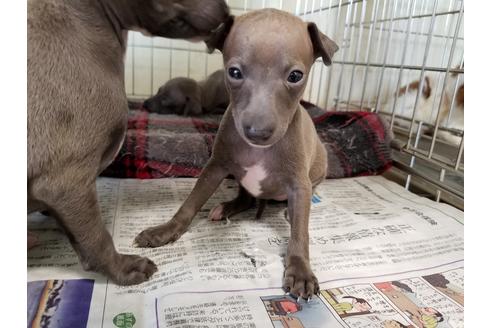 成約済の愛知県のイタリアングレーハウンド(イタグレ)-53071の2枚目