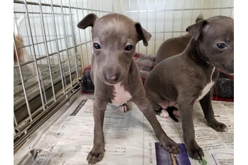 成約済の愛知県のイタリアングレーハウンド(イタグレ)-53071の1枚目