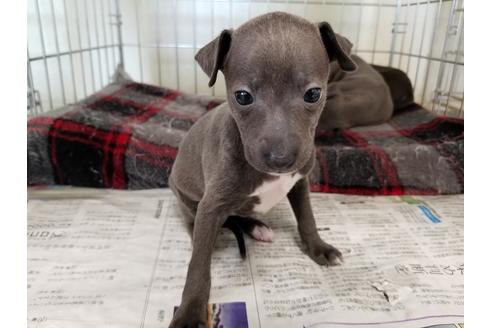成約済の愛知県のイタリアングレーハウンド(イタグレ)-53072の3枚目