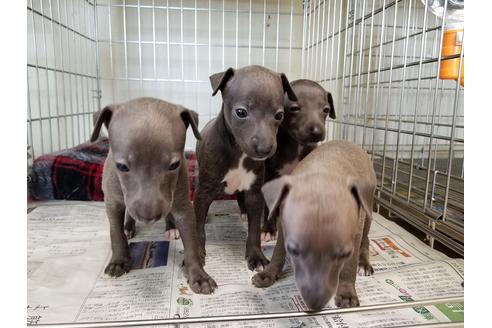 成約済の愛知県のイタリアングレーハウンド(イタグレ)-53072の1枚目