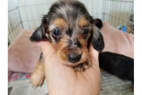 成約済の愛知県のミニチュアダックスフンド(ロングヘアード)-53076の4枚目