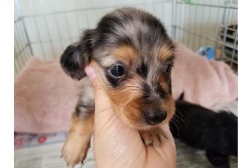 成約済の愛知県のミニチュアダックスフンド(ロングヘアード)-53076の3枚目