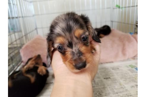 成約済の愛知県のミニチュアダックスフンド(ロングヘアード)-53076の2枚目