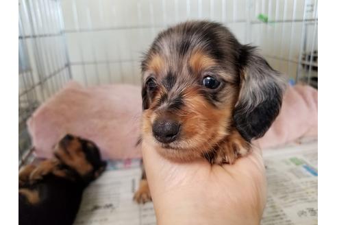 成約済の愛知県のミニチュアダックスフンド(ロングヘアード)-53076の1枚目