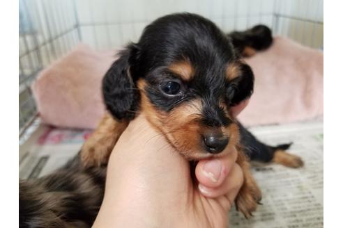 成約済の愛知県のミニチュアダックスフンド(ロングヘアード)-53077の3枚目