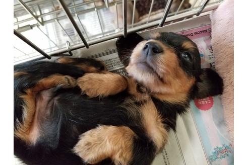 成約済の愛知県のミニチュアダックスフンド(ロングヘアード)-53077の1枚目