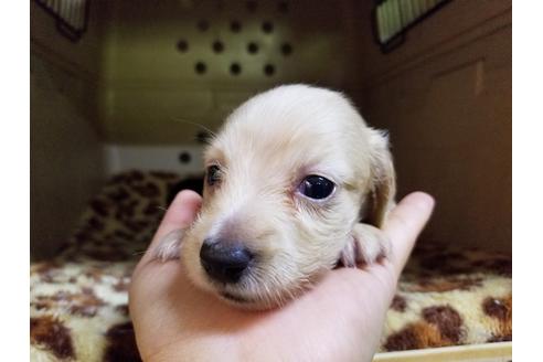 成約済の愛知県のミニチュアダックスフンド(ロングヘアード)-53078の2枚目