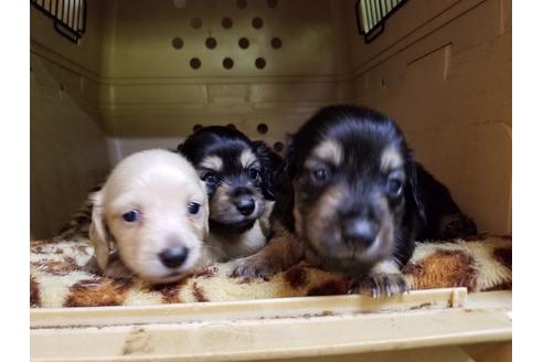 成約済の愛知県のミニチュアダックスフンド(ロングヘアード)-53079の2枚目