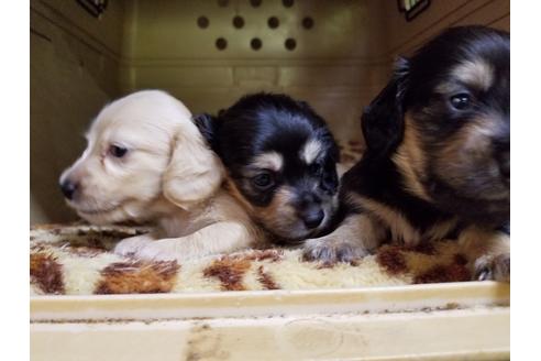 成約済の愛知県のミニチュアダックスフンド(ロングヘアード)-53079の1枚目