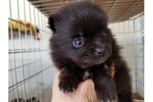 成約済の愛知県のポメラニアン-53080の3枚目