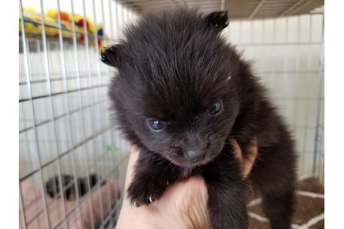 成約済の愛知県のポメラニアン-53080の2枚目