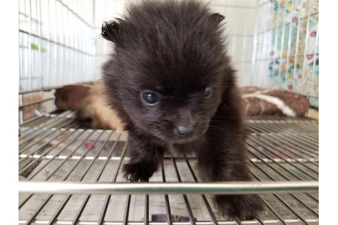 成約済の愛知県のポメラニアン-53080の1枚目