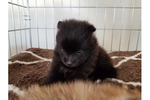 成約済の愛知県のポメラニアン-53081の2枚目