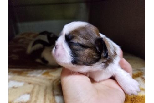 成約済の愛知県のシーズー-53084の4枚目