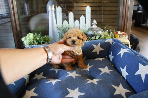 成約済の埼玉県のトイプードル-53093の5枚目