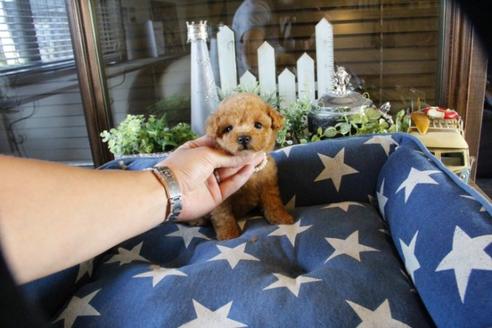 成約済の埼玉県のトイプードル-53093の4枚目