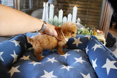 成約済の埼玉県のトイプードル-53093の3枚目