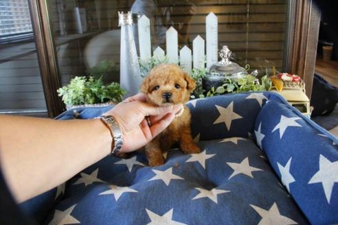 成約済の埼玉県のトイプードル-53093の2枚目