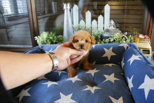 成約済の埼玉県のトイプードル-53093の1枚目