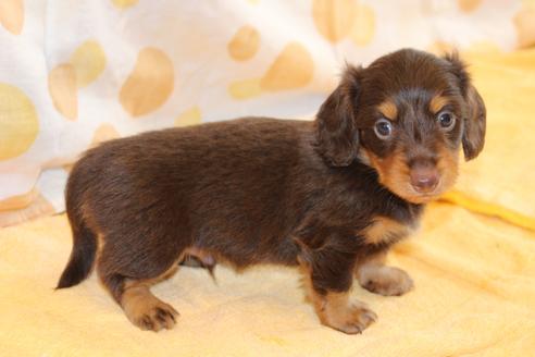 成約済の愛知県のカニンヘンダックスフンド(ロングヘアード)-51859の7枚目