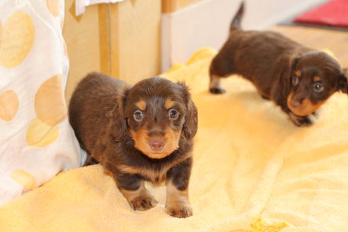 成約済の愛知県のカニンヘンダックスフンド(ロングヘアード)-51859の6枚目