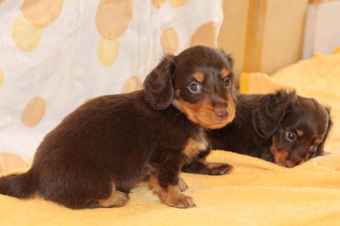 成約済の愛知県のカニンヘンダックスフンド(ロングヘアード)-51859の5枚目