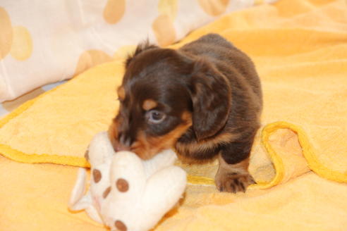 成約済の愛知県のカニンヘンダックスフンド(ロングヘアード)-51859の4枚目