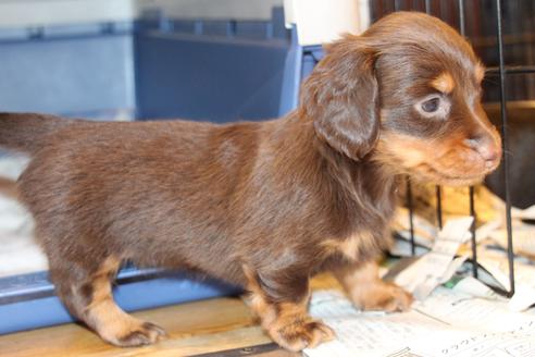 成約済の愛知県のカニンヘンダックスフンド(ロングヘアード)-51859の3枚目
